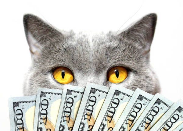 MoneyCat có phải tín dụng đen không?